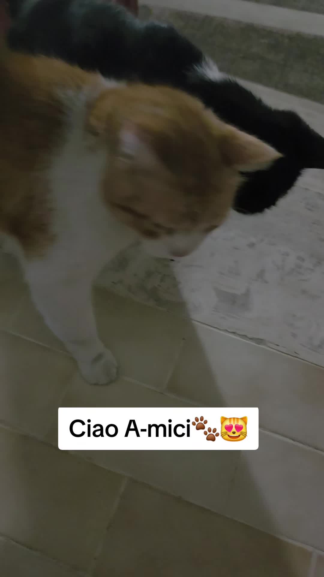 @AmiciMiao