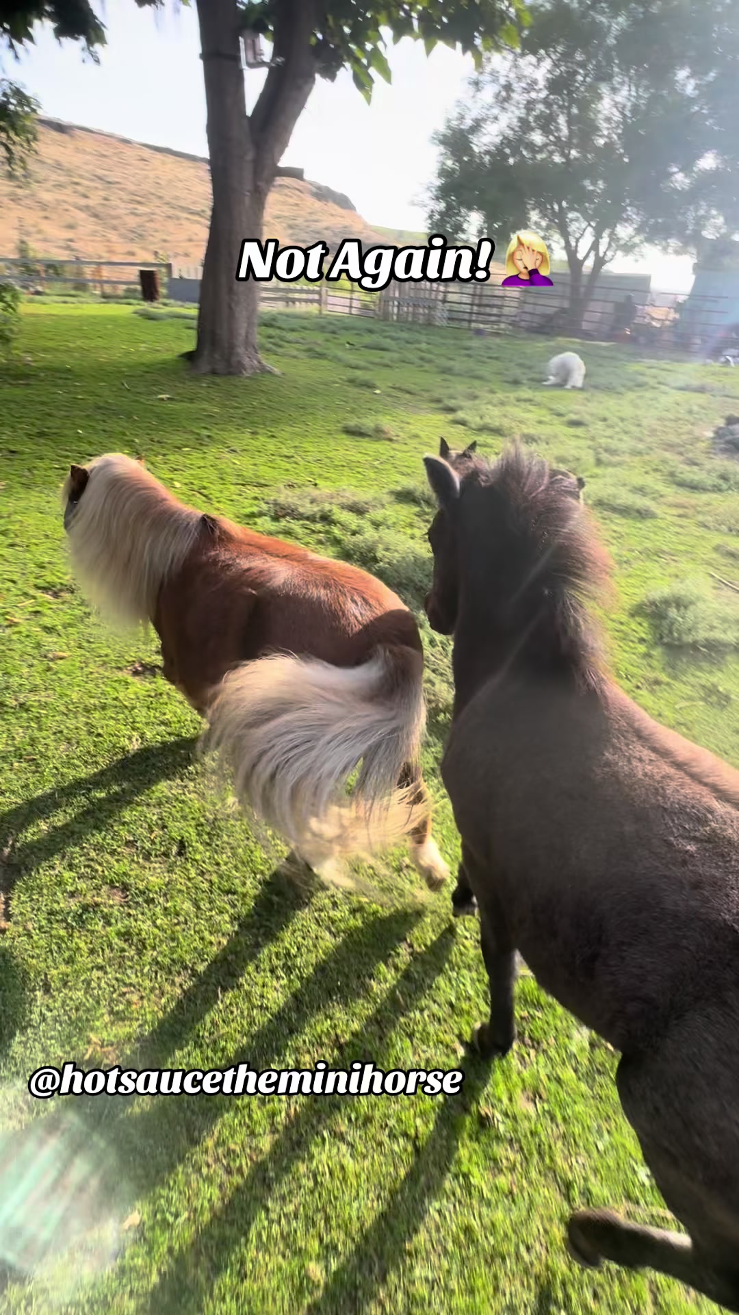 @Hot Sauce the Mini horse 🐎