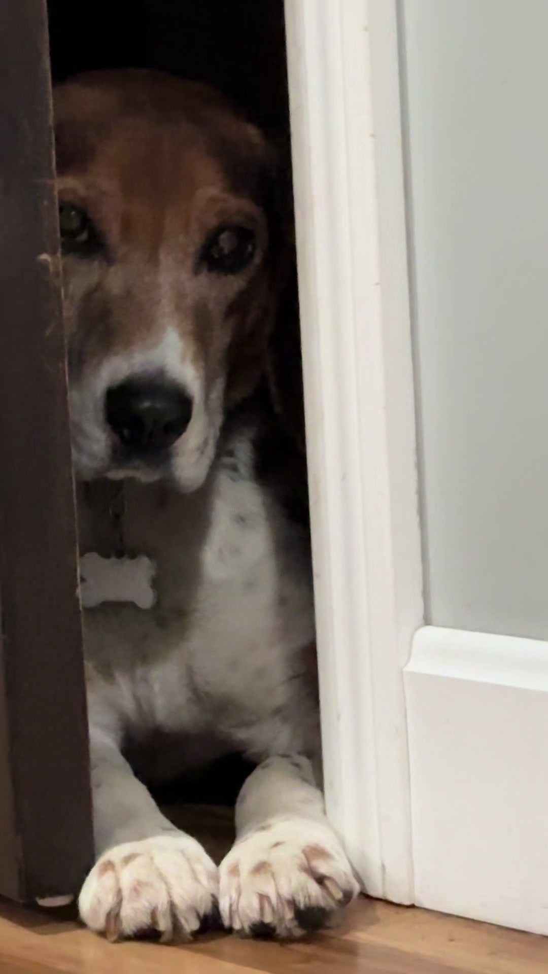 @Adopt A Stray Rescue