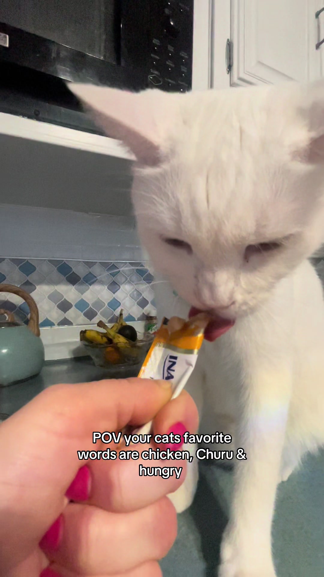 @chicken the white cat