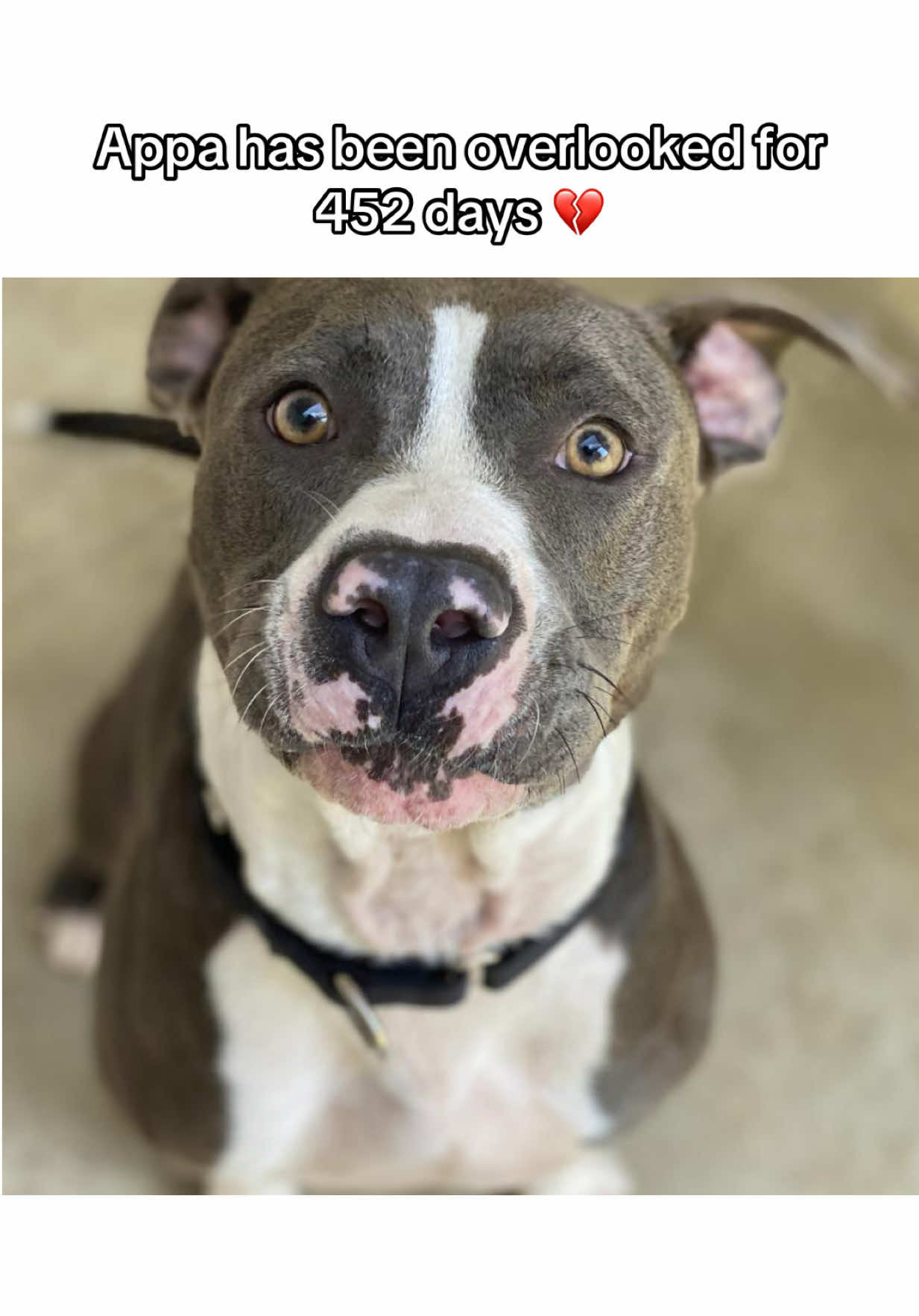 @PAWS Shelter