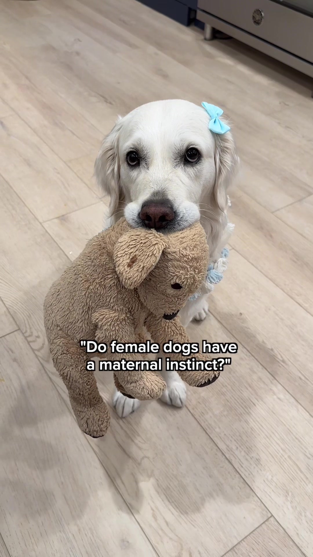 @Ladyandtheblues