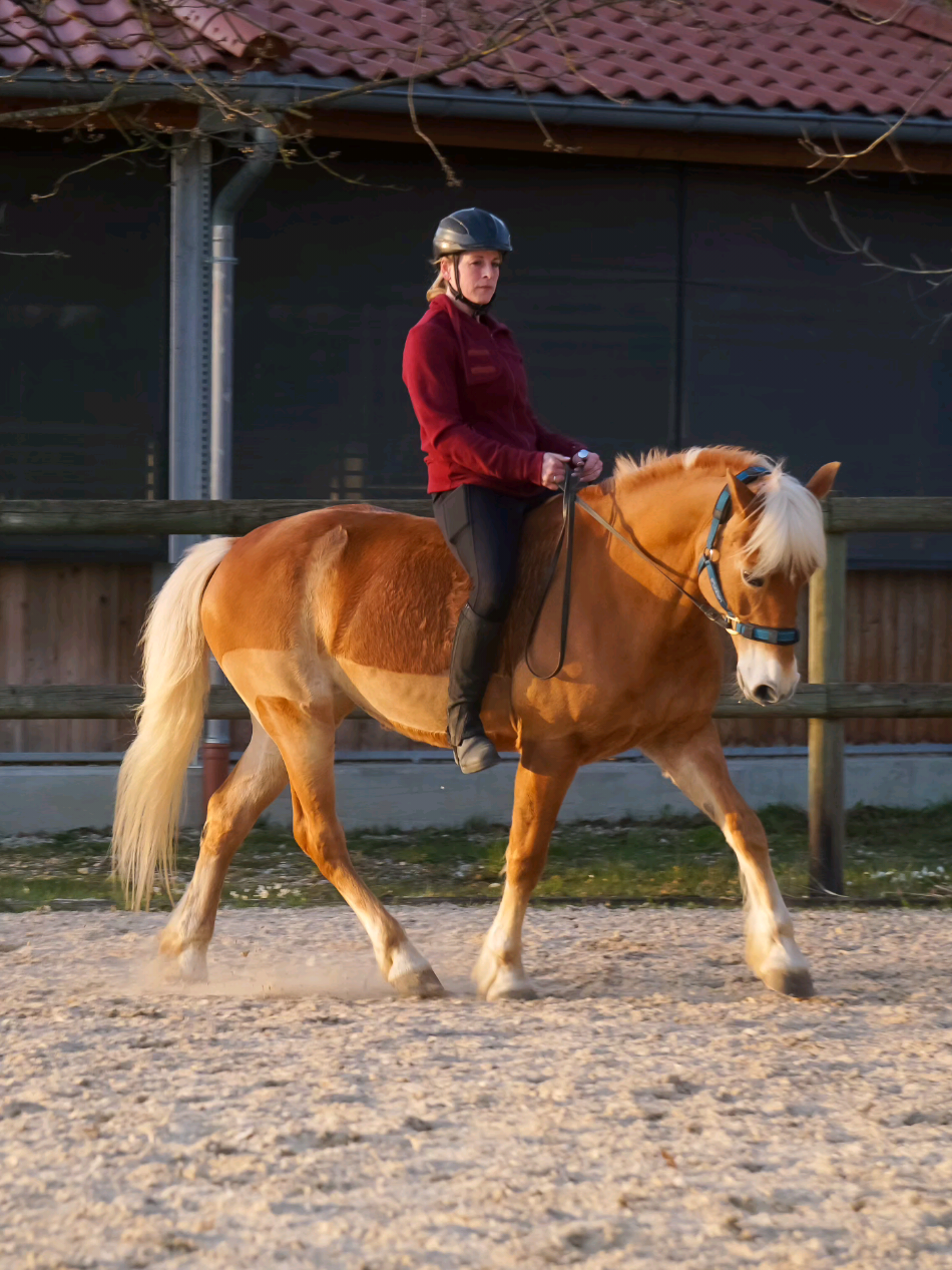 @Dreamhorse_Edelbluthaflinger