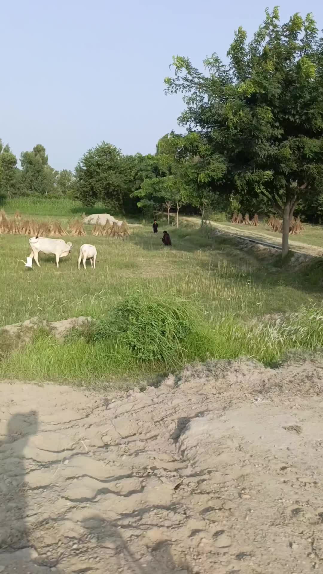 @گُڈو بادشاہ