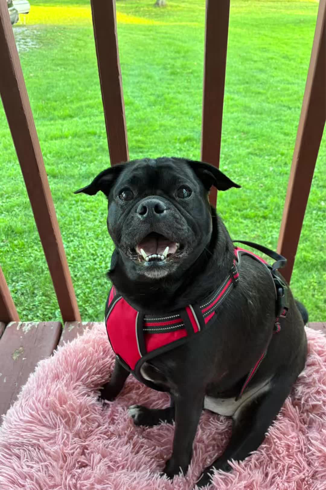 @bostonterrier7