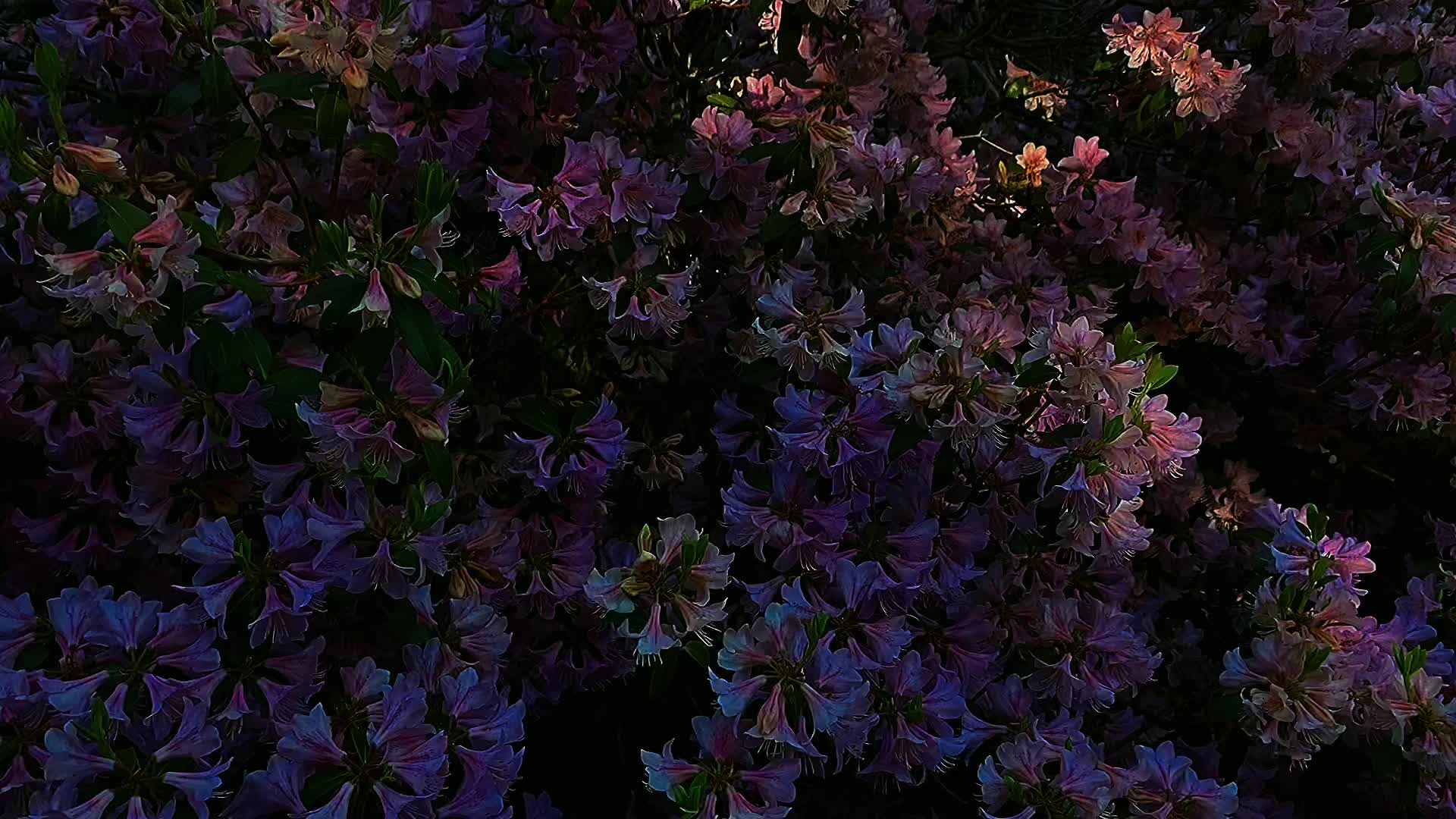 @𖣂𖣂𖣂