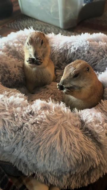 @Sarahsquirrels43🐿️