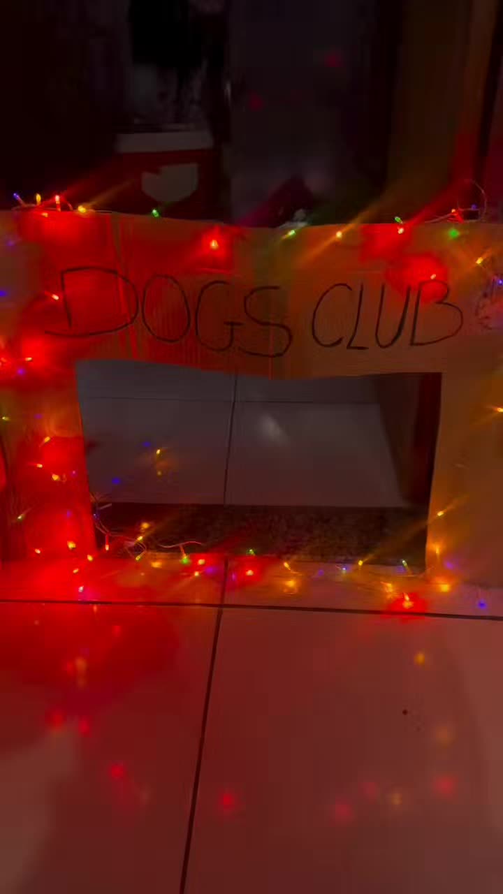 @funnyAnimals