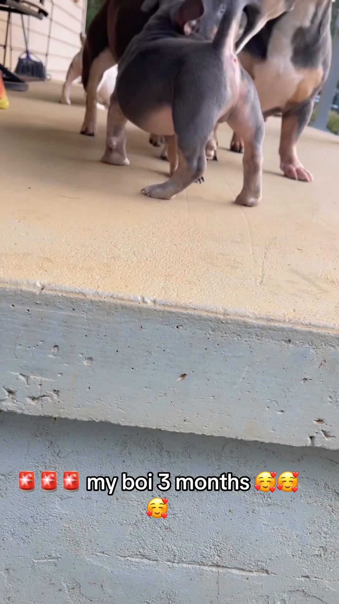 @gardnerkennel08