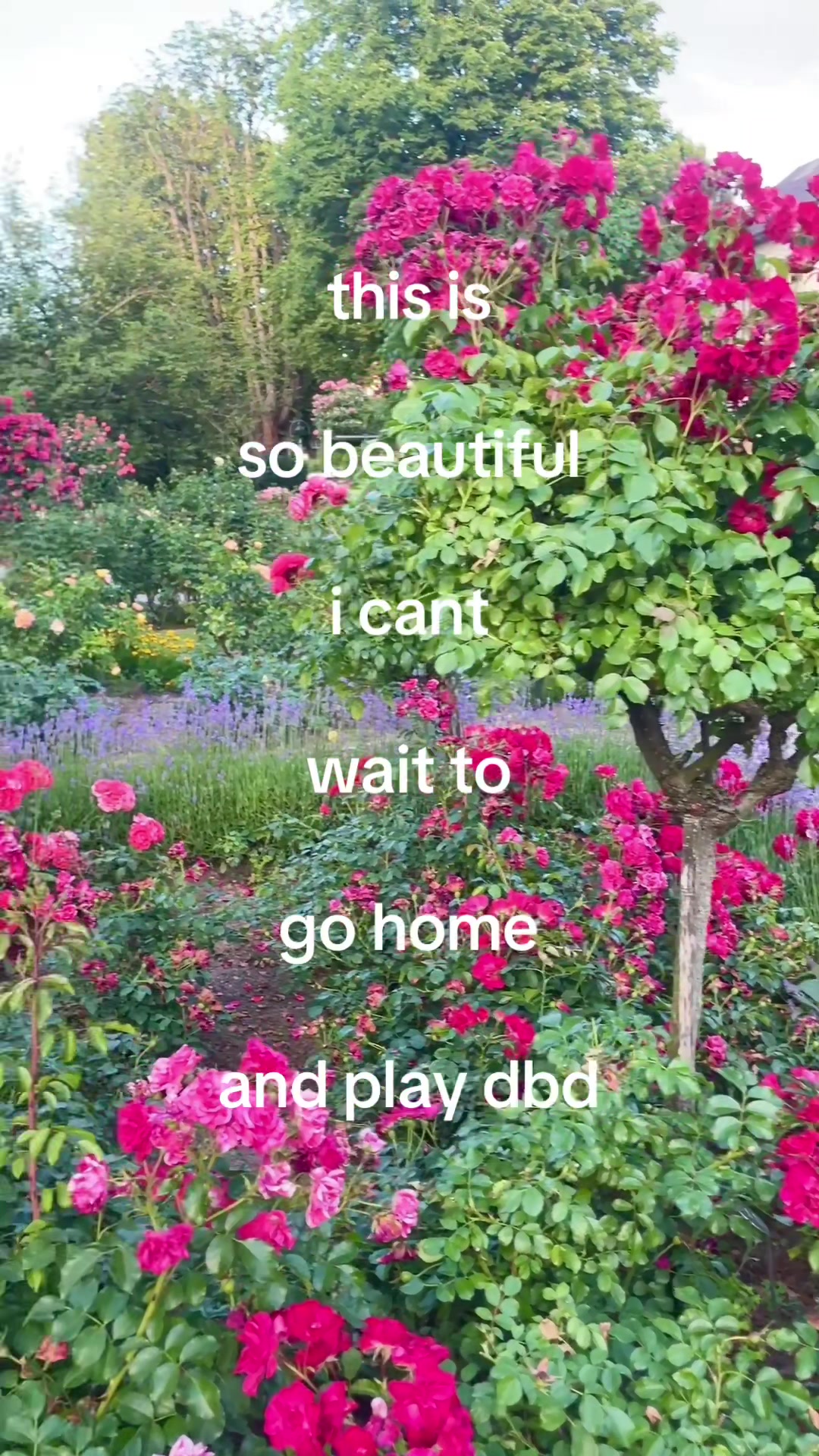 @🪽