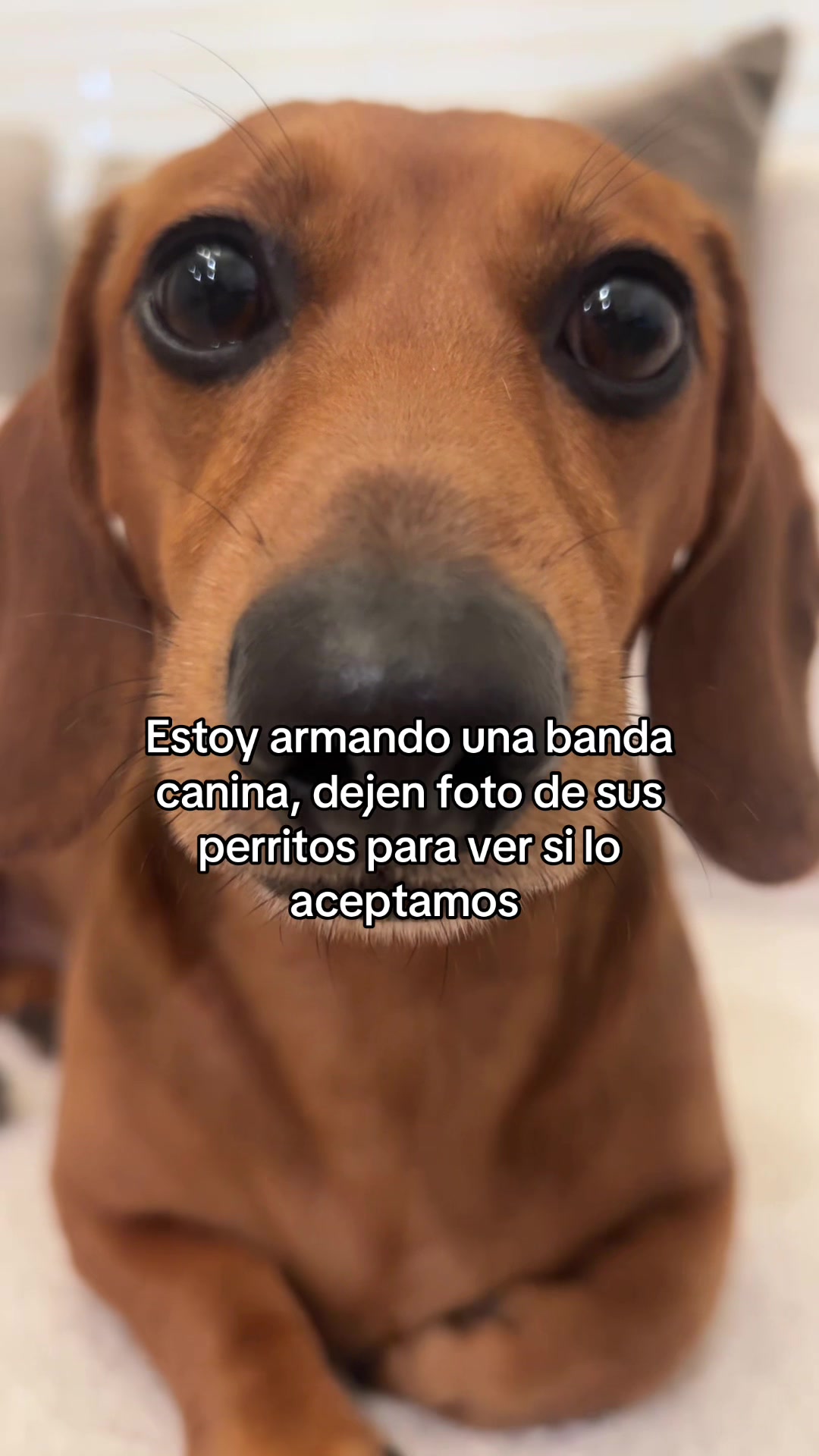 @Slinky Severus-Doo