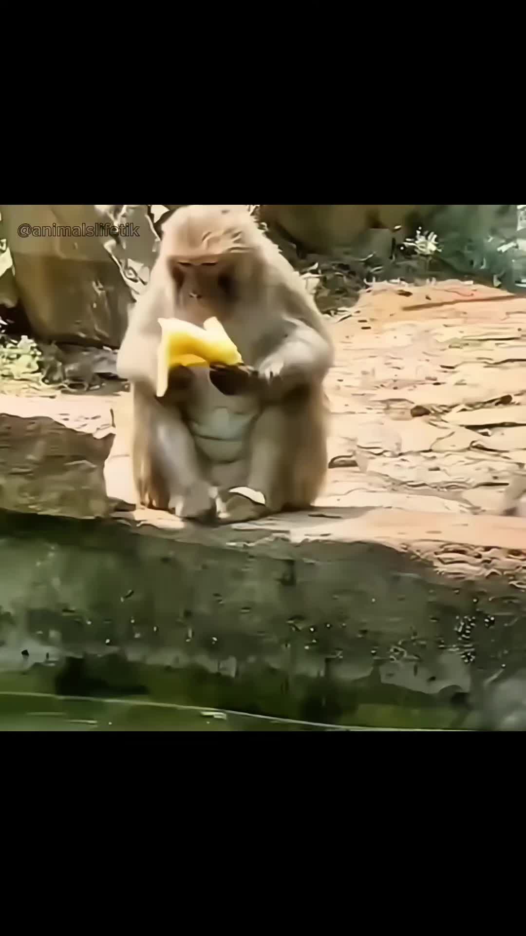 @𝐀𝐧𝐢𝐦𝐚𝐥𝐬 𝐋𝐢𝐟𝐞