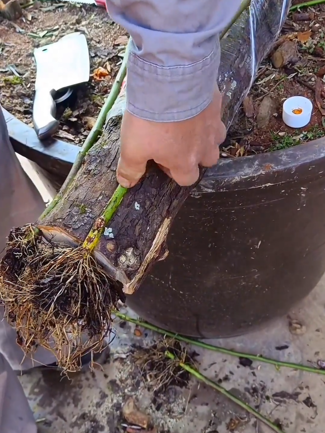 @Grafting&Planting