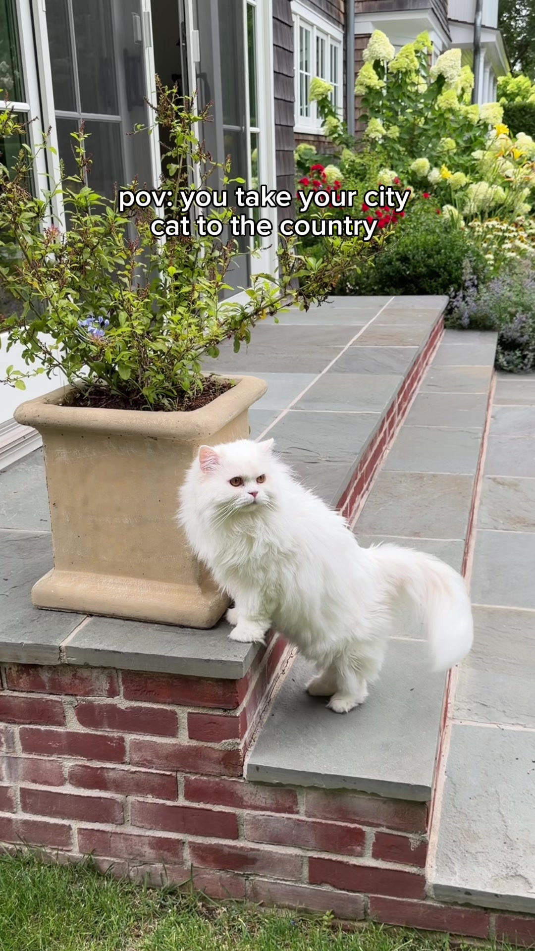 @Cleo the City Kitty