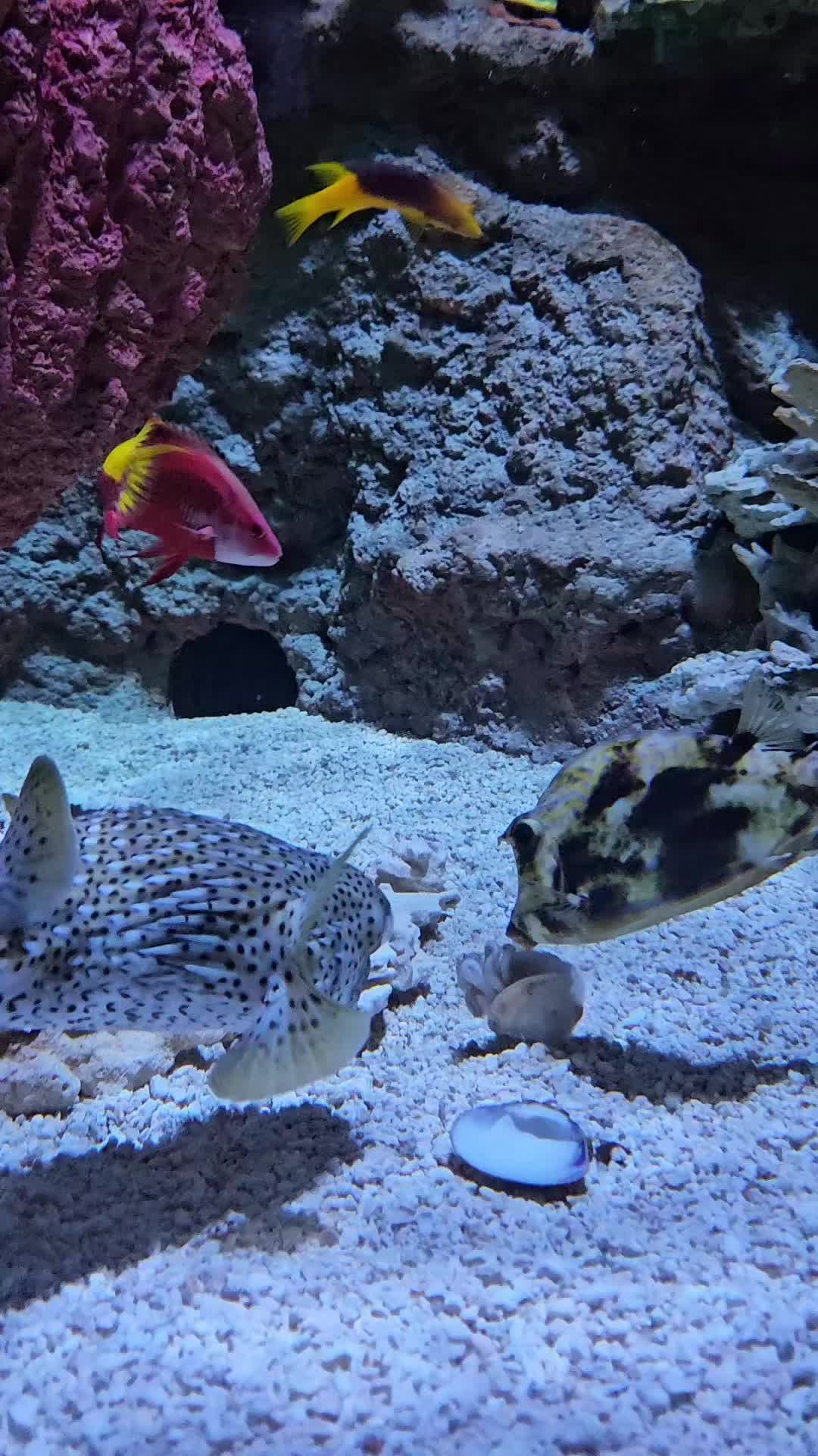 @Cuttle Aquarist