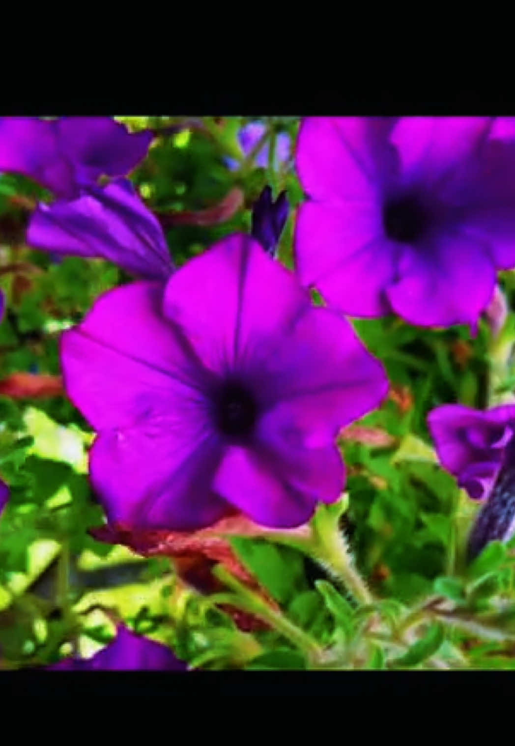 @Nature videos
