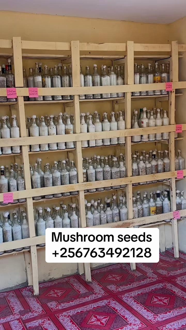 @Enjuba mushrooms