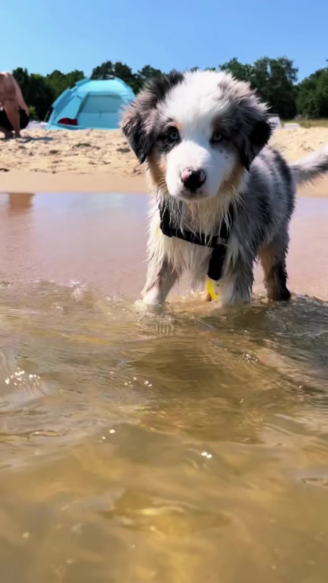 @Mylo_wird_zum_Assistenzhund