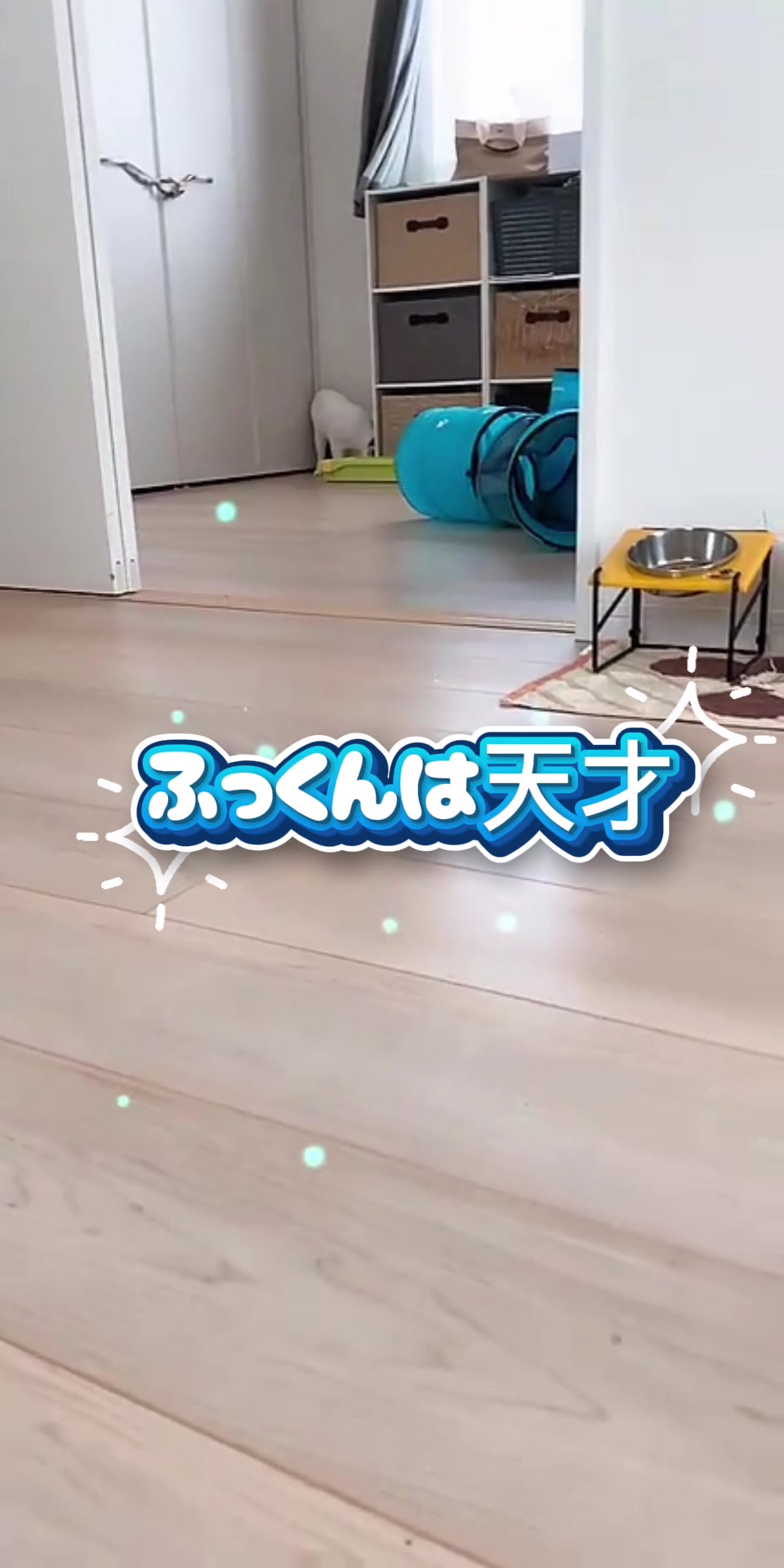 @くろねこ🐈⬛🩶🐈🤍