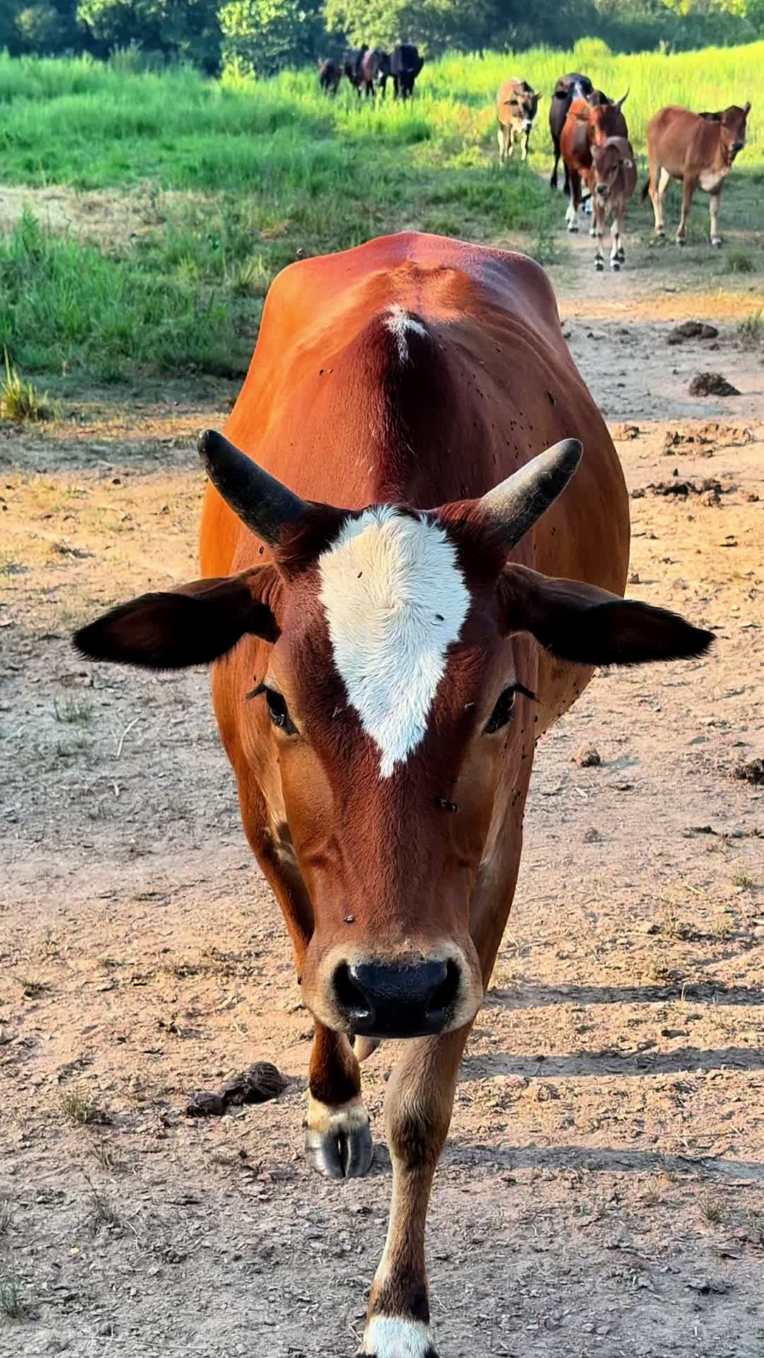 @Lucky D Ranch 🍀