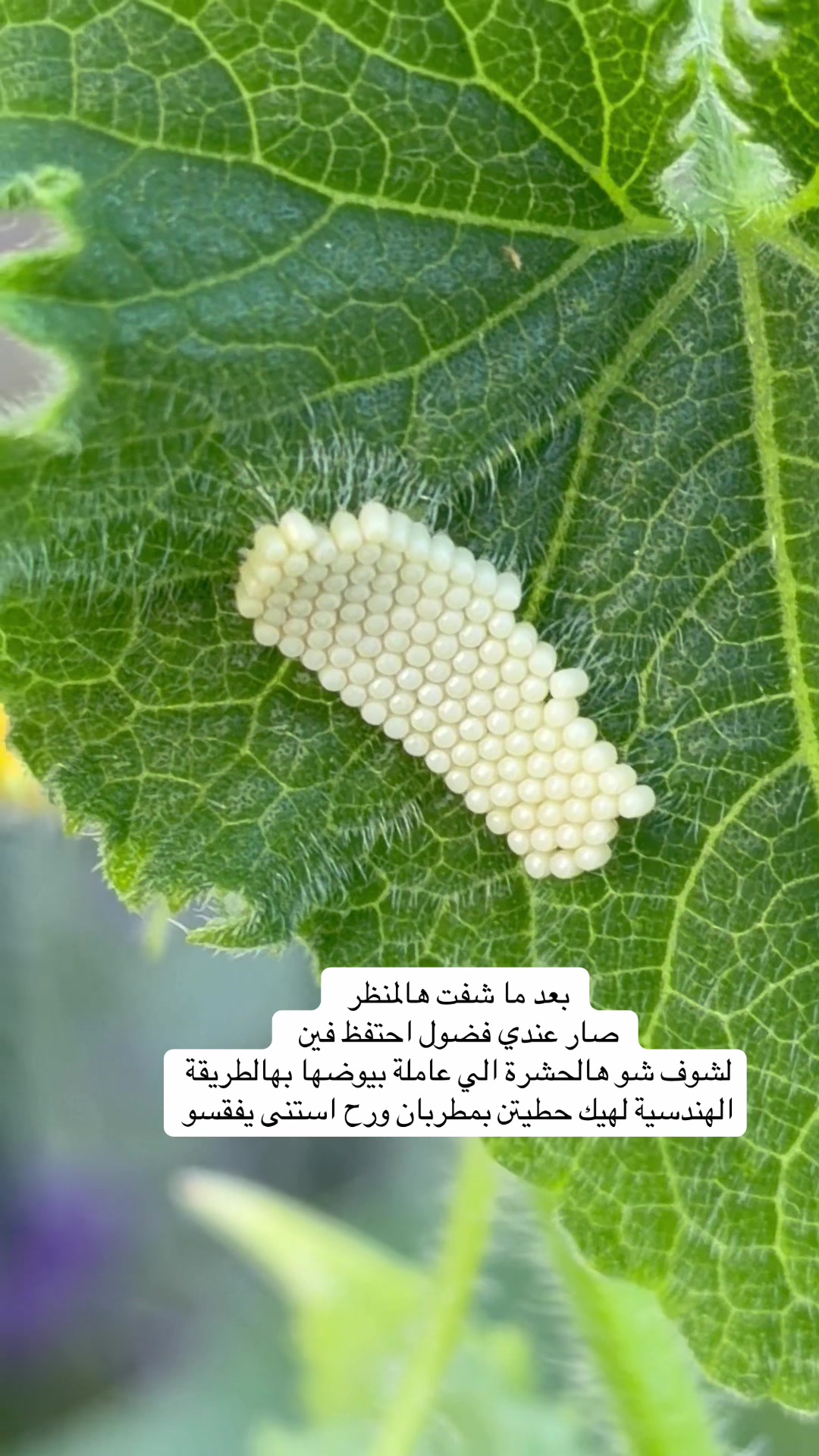 @Hana Haus | بيت الهنا