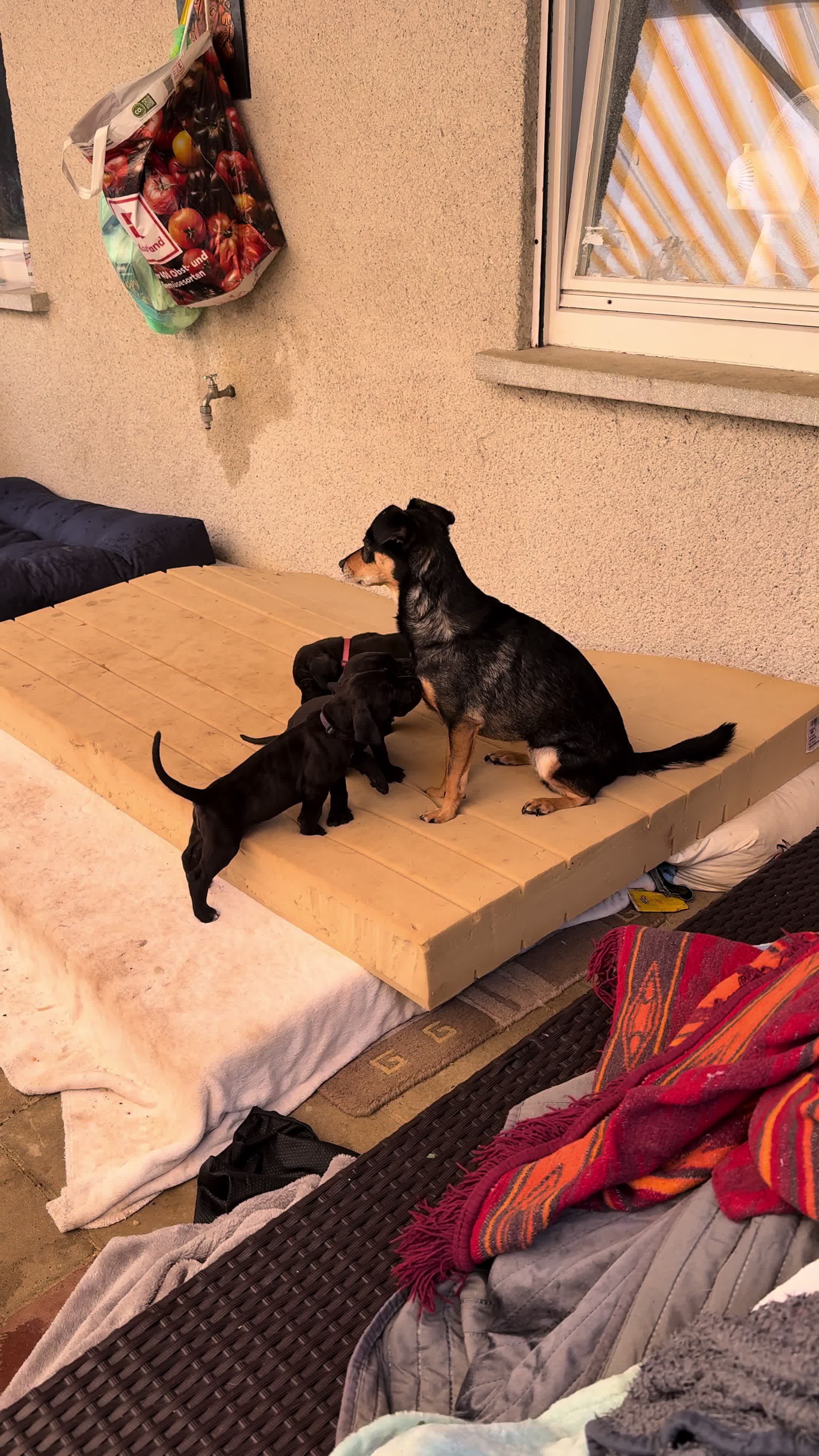 @Doggen von Lucaelis