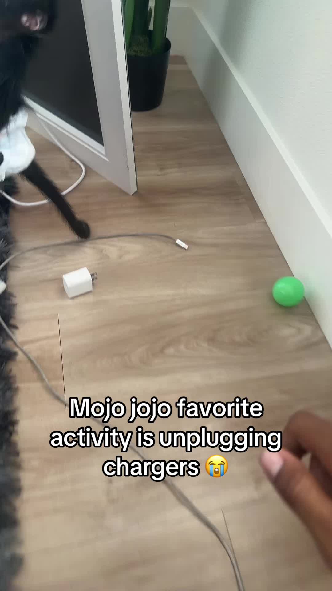 @OJTV & Mojo Jojo🧡