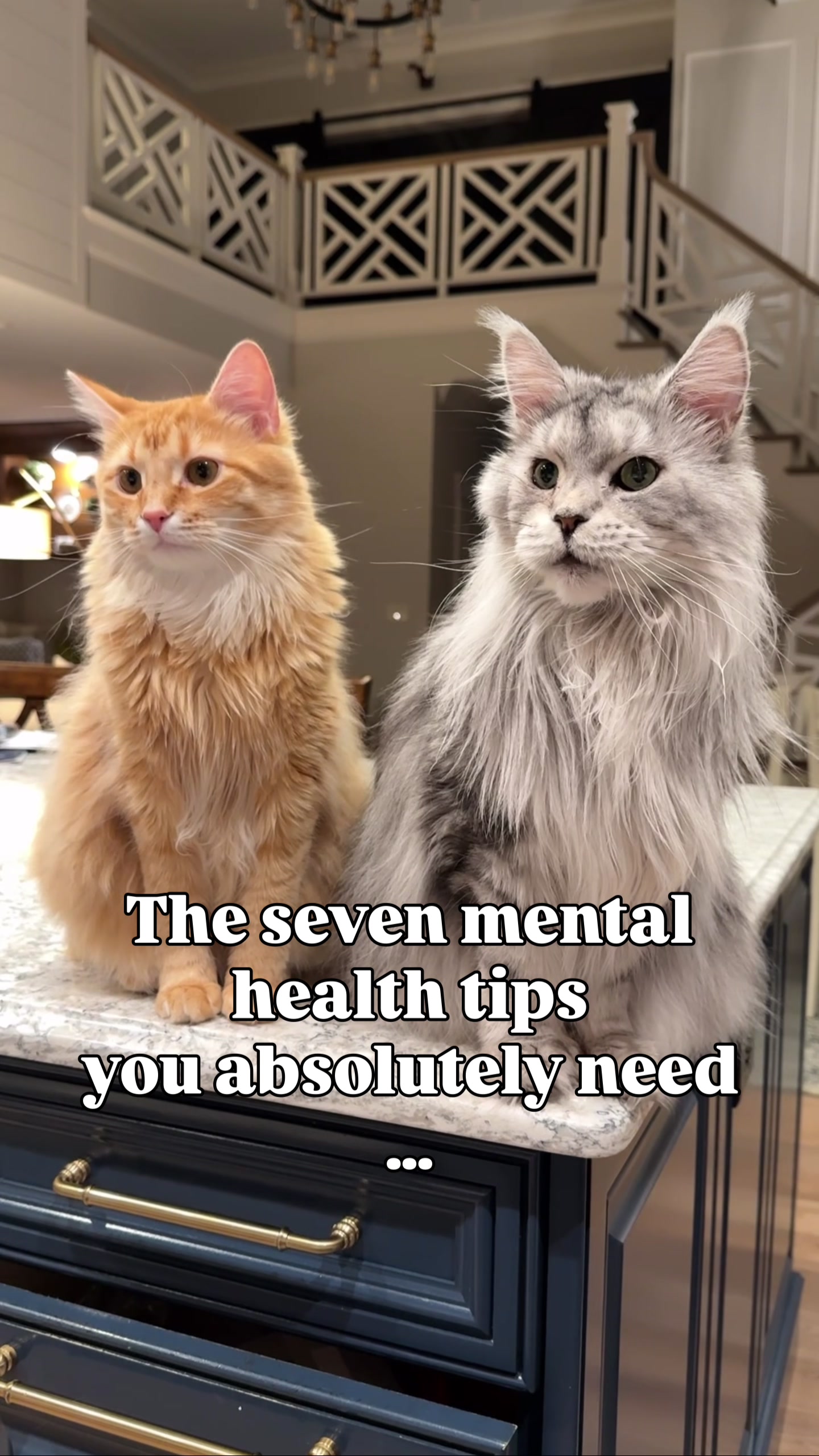@Winnie: Maine Coon Kitty