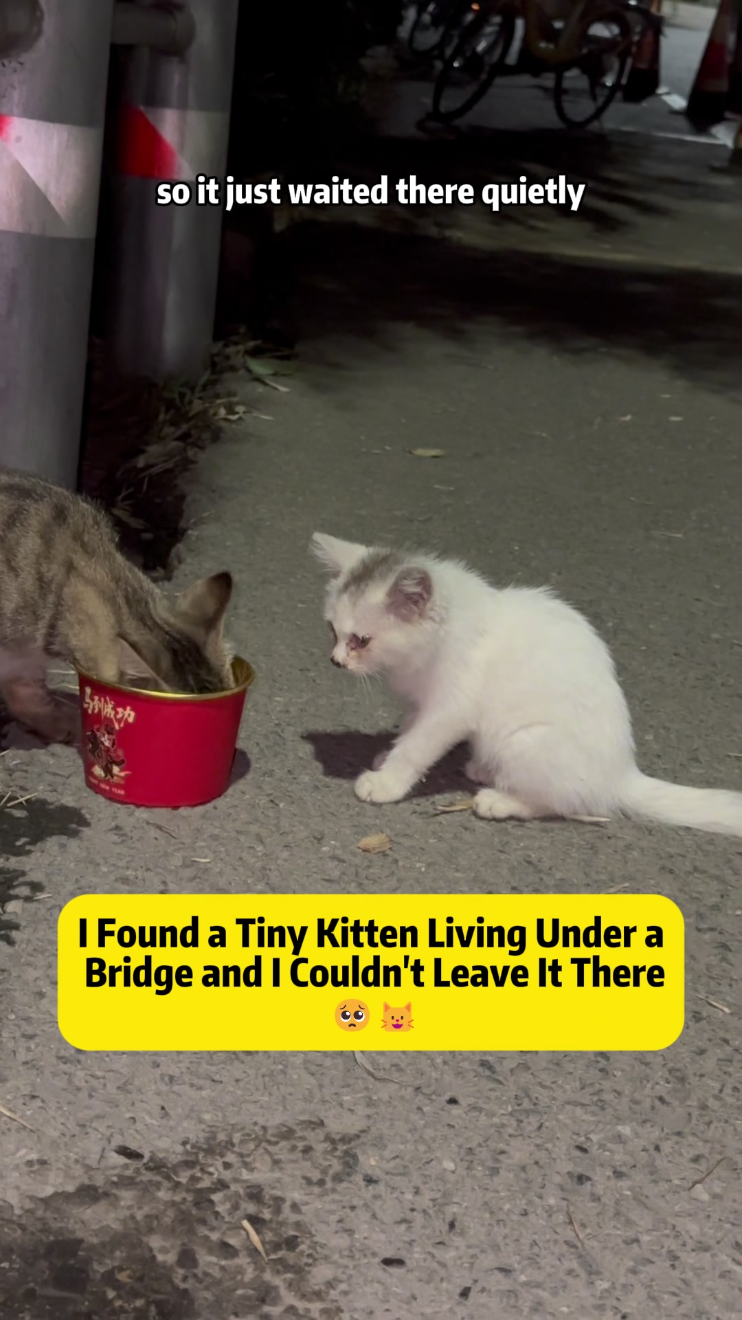 @Stray Cat Talkz