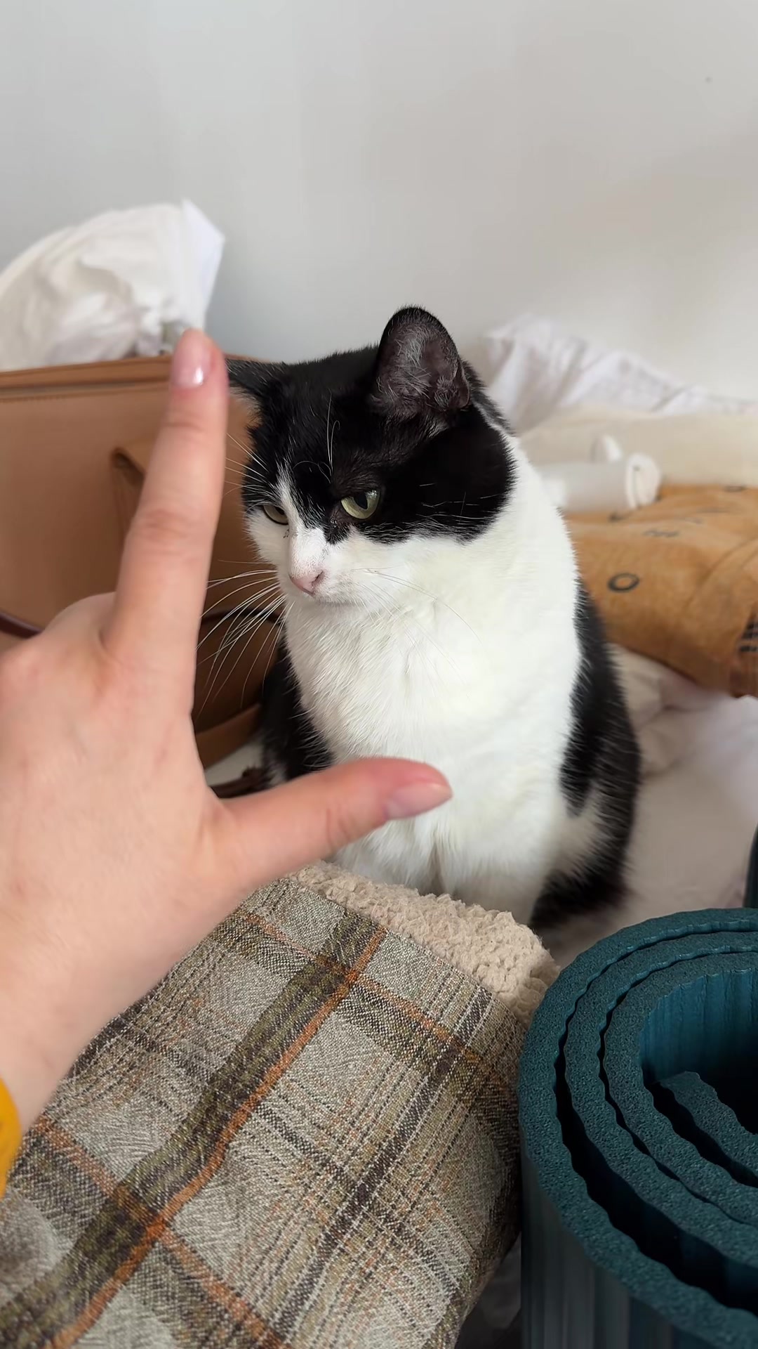 @Kobe the Kitty