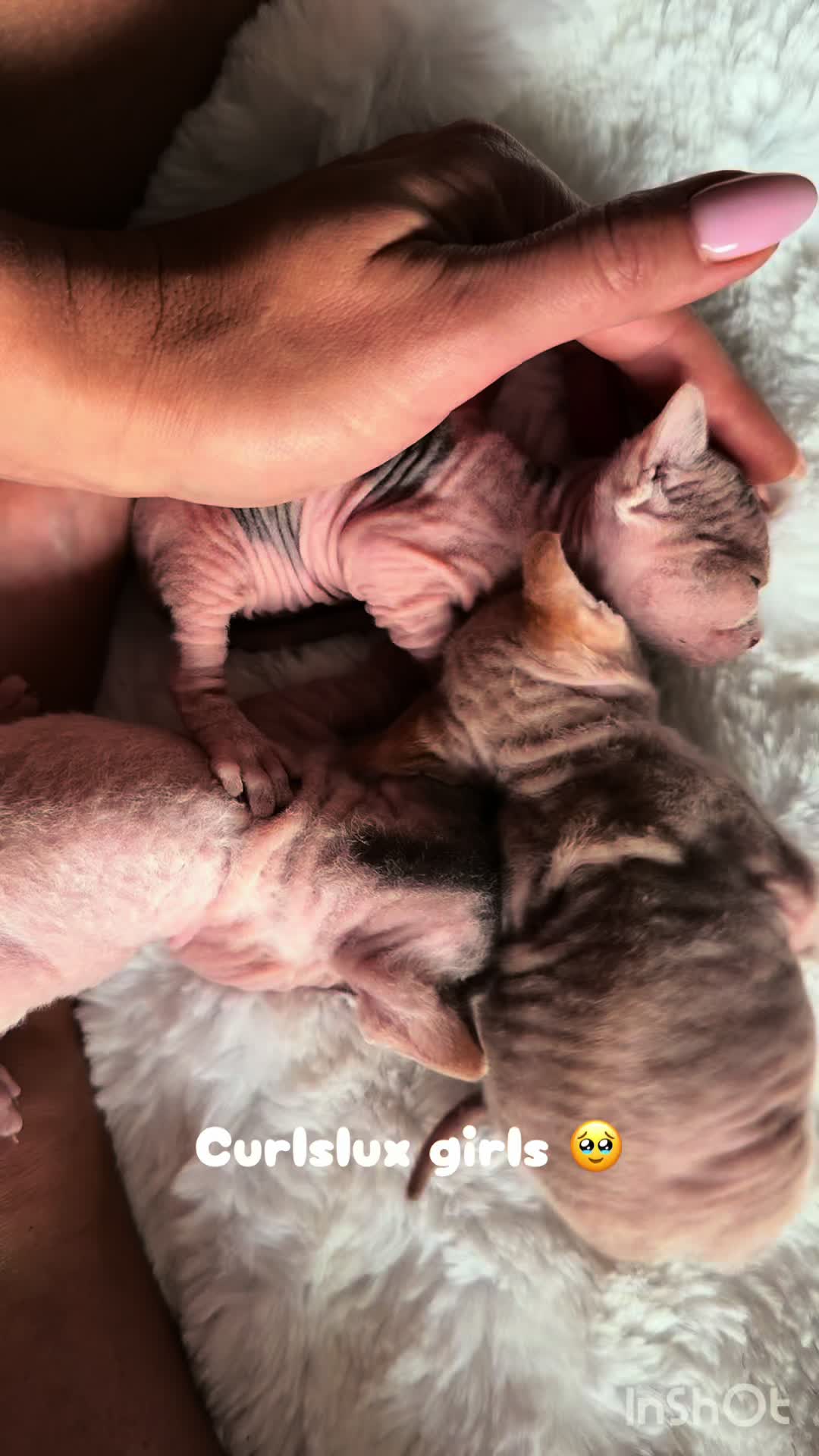 @Curlslux cattery!!🇺🇸