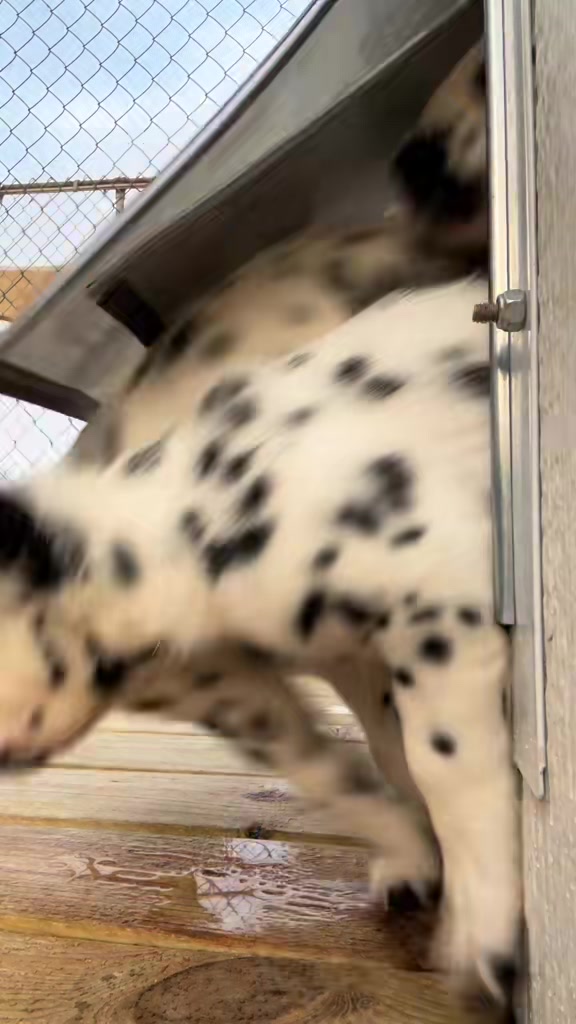 @Darling Dalmatians