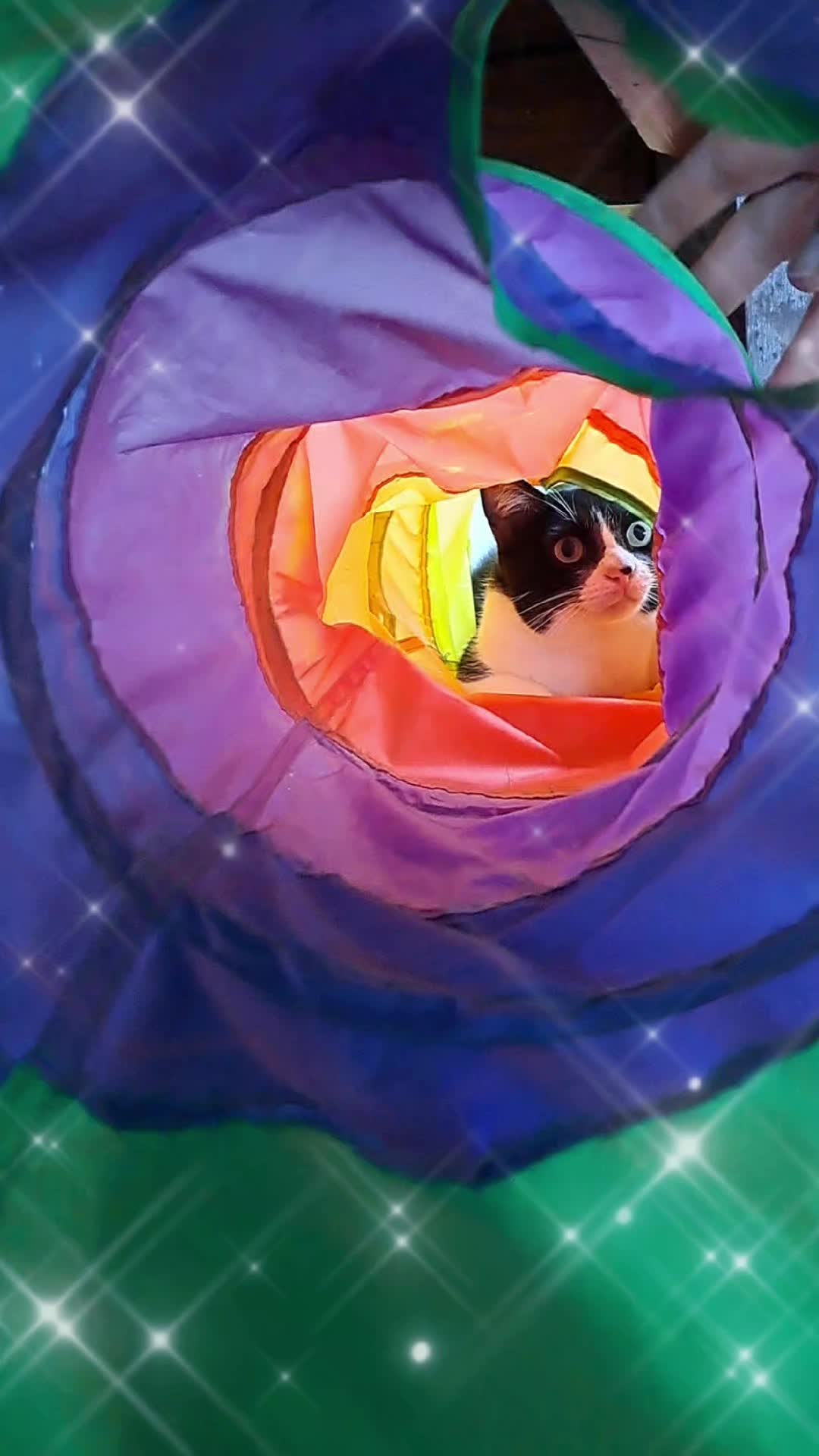 @gato.JIMMY.cat