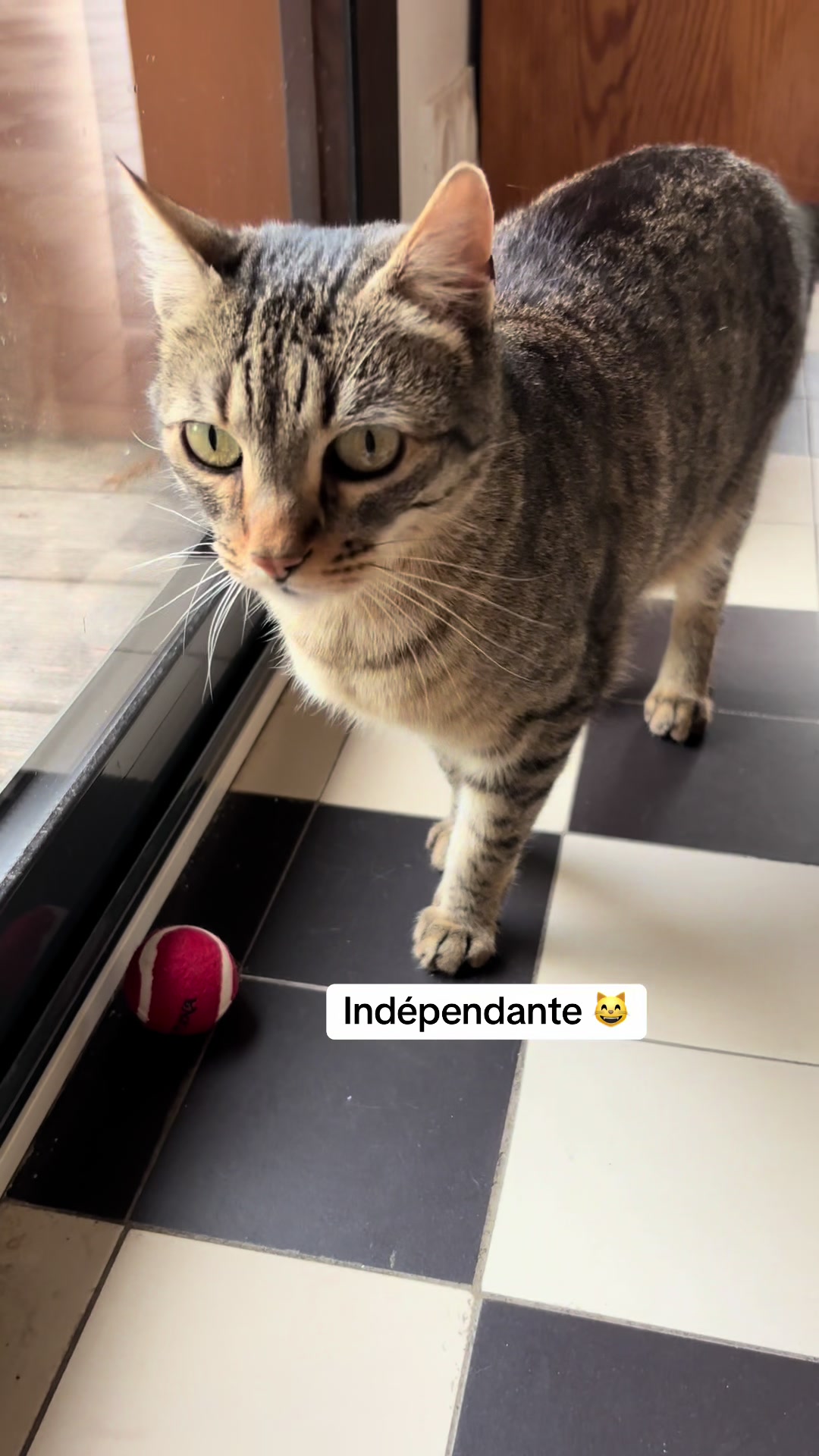 @Bulle la chatte 🐈