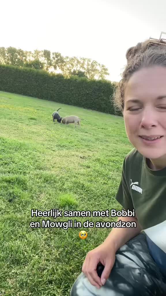 @bigdutchbullykennel