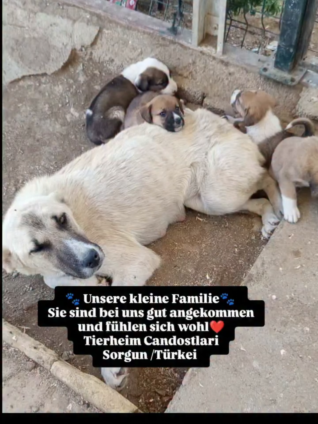 @TSV Candostlari-Beste Freunde