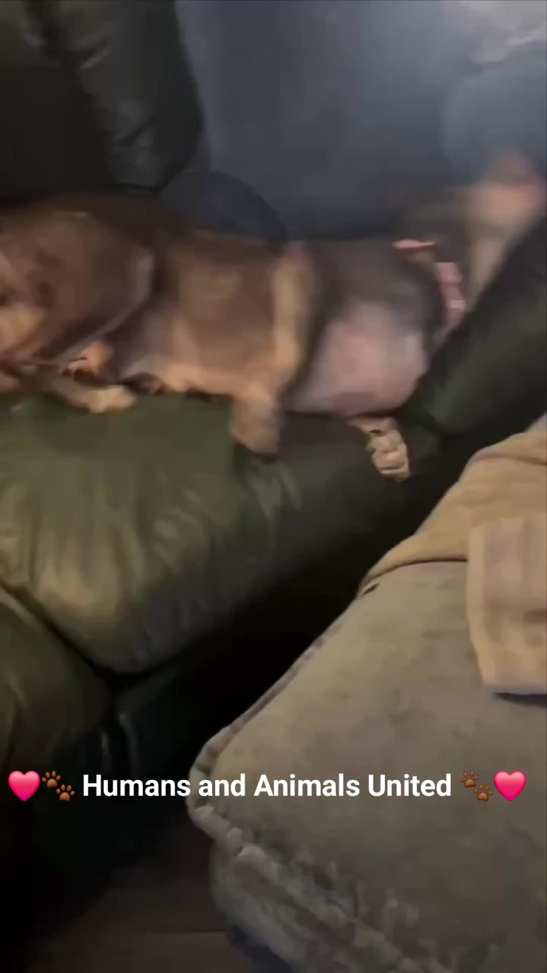 @HumansAndAnimalsUnited