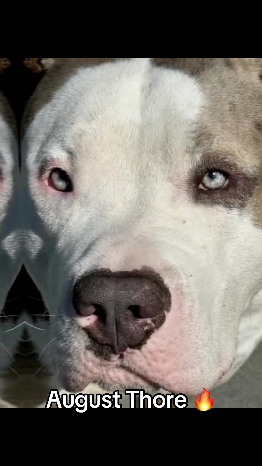 @Balder.Bulls.Kennel