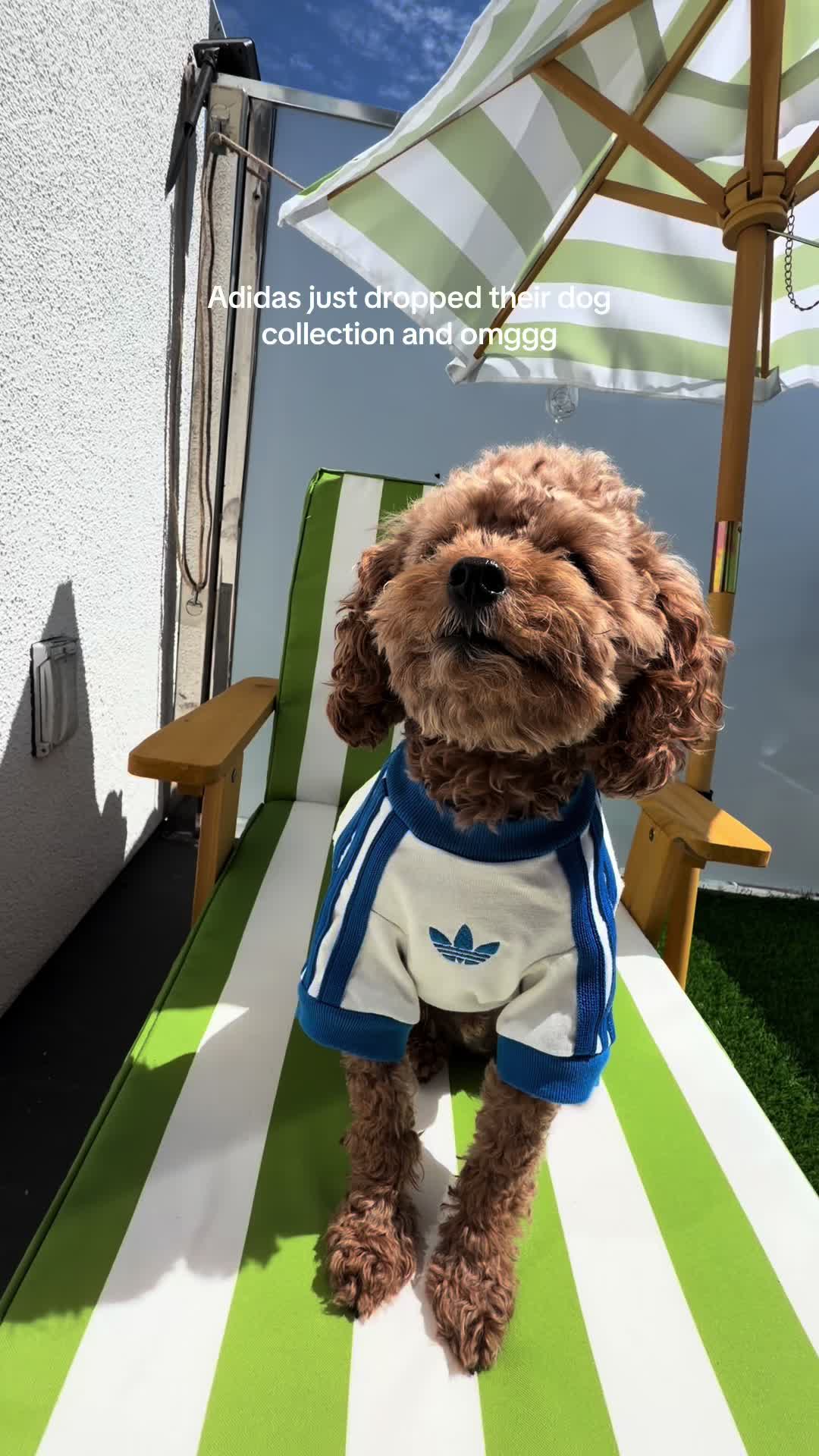 @enzoprincethepup