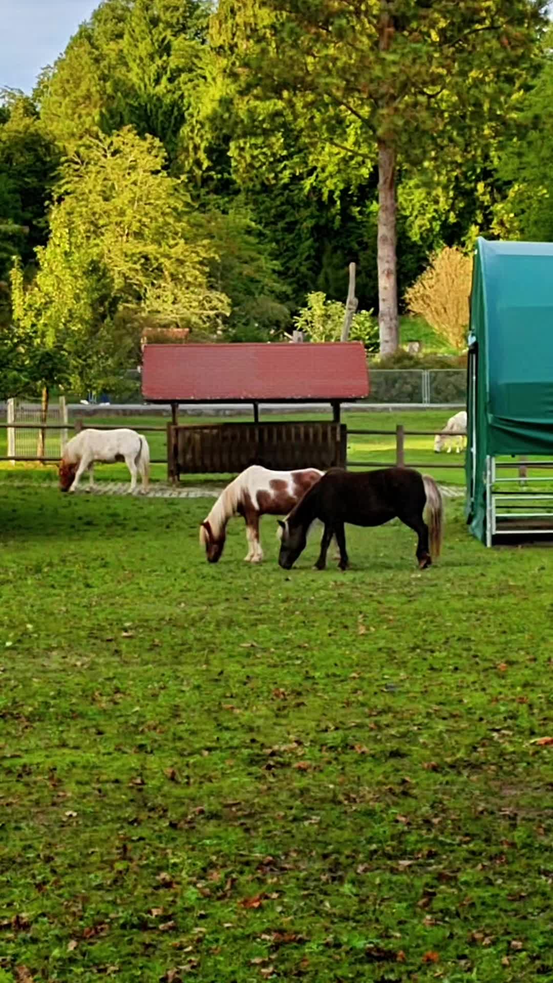 @Wali.contenido Tiktok Natur