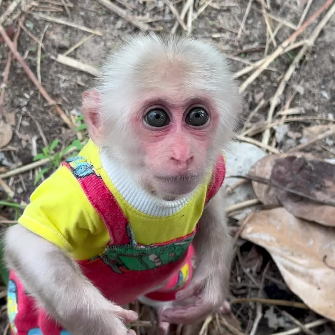 @Monkey TP