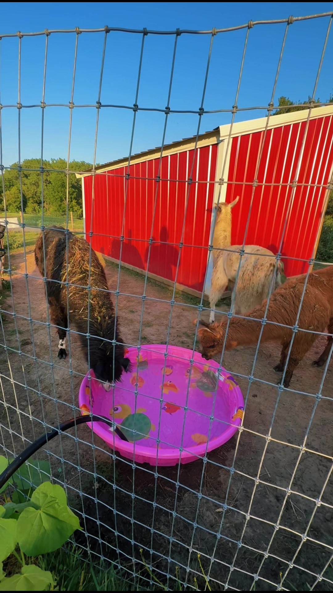 @Wild Pyle Acres