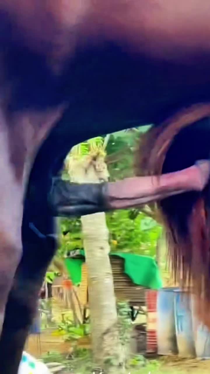 @horsebreeder