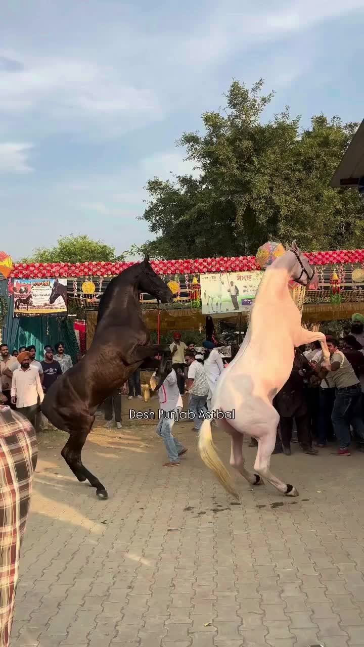@🚩 راوی الہ 🚩