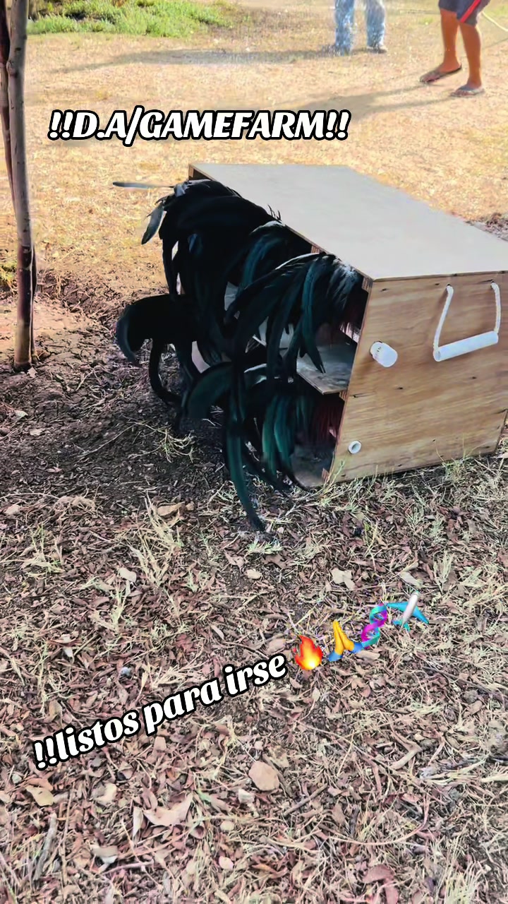 @DAgamefarm