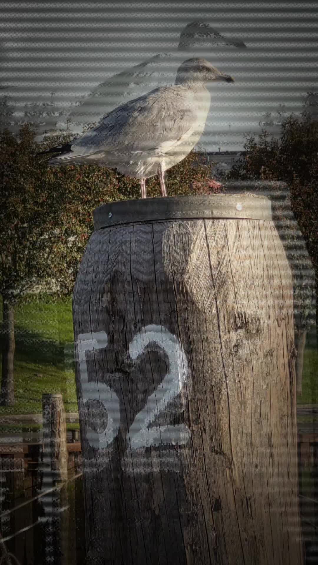 @𝕋𝕙𝕠𝕝𝕠𝕨 &reg;️