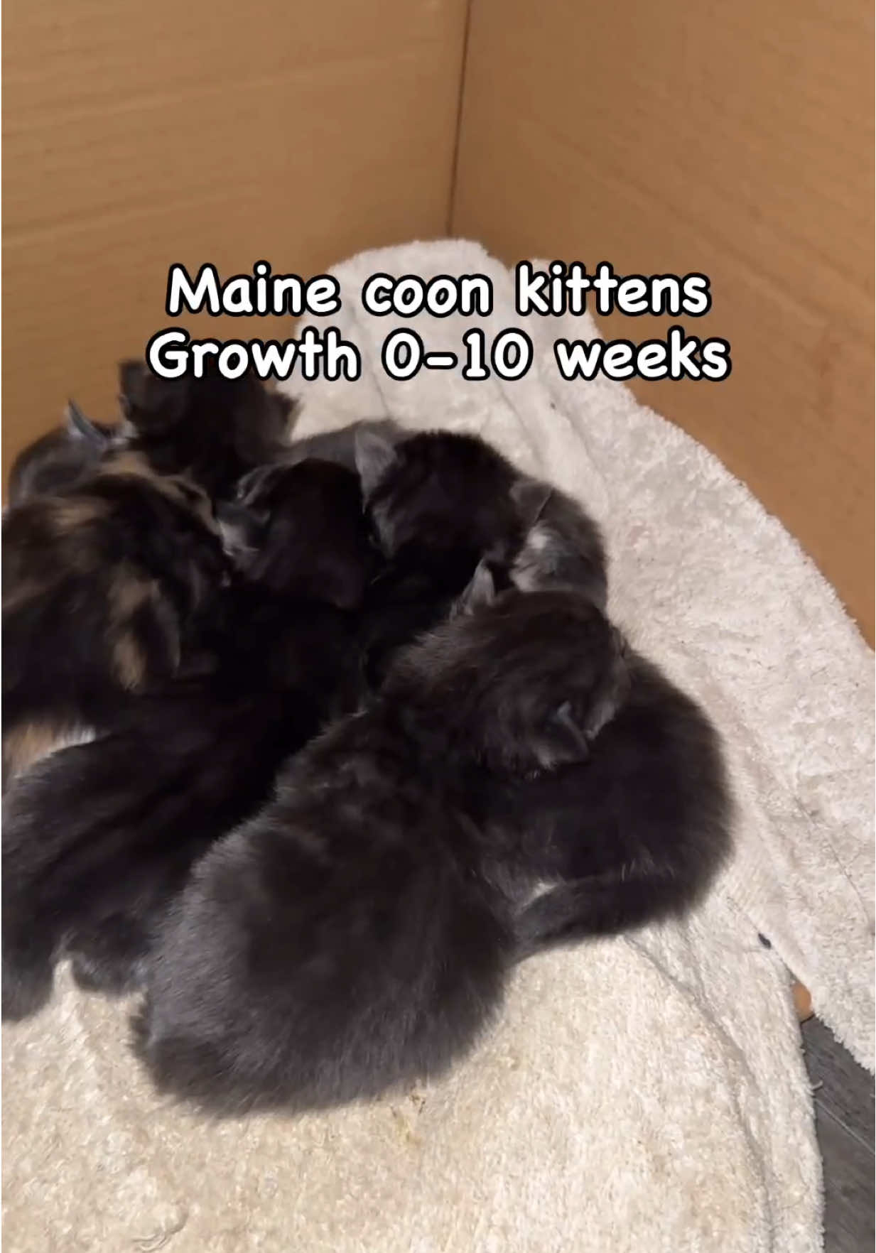 @Tycoon_Mainecoons