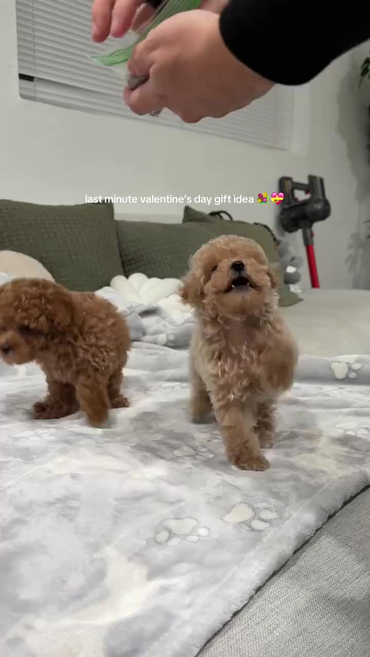 @homeraisedtinypoodles