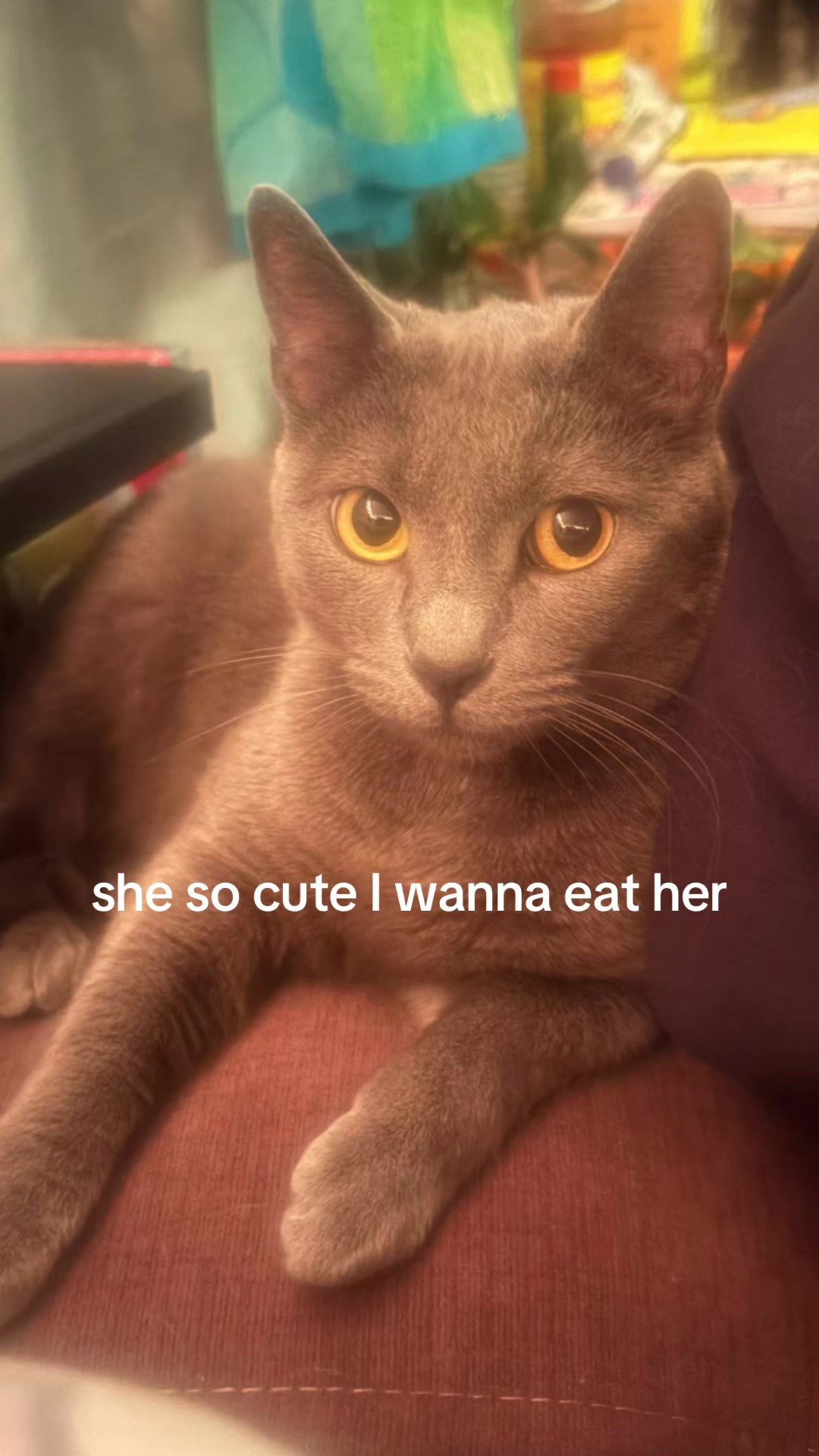 @kitty 🐾