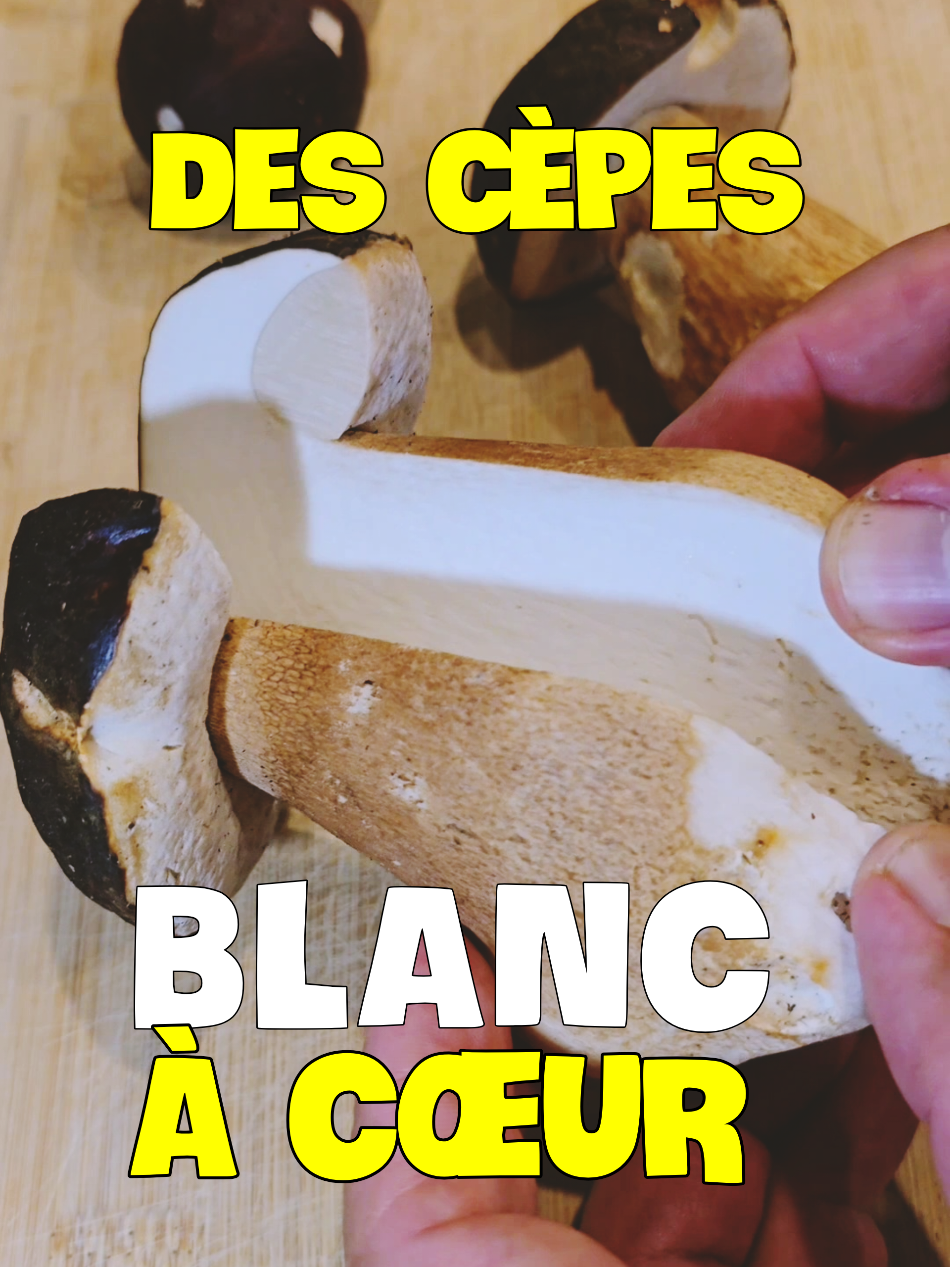 @Dan 🍄&zwj;🟫 Le Champologue